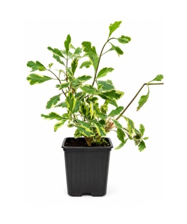 Lonicera heckrottii ‘Variegata’ P9/C1