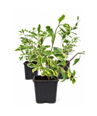 Lonicera heckrottii ‘Variegata’ P9/C1