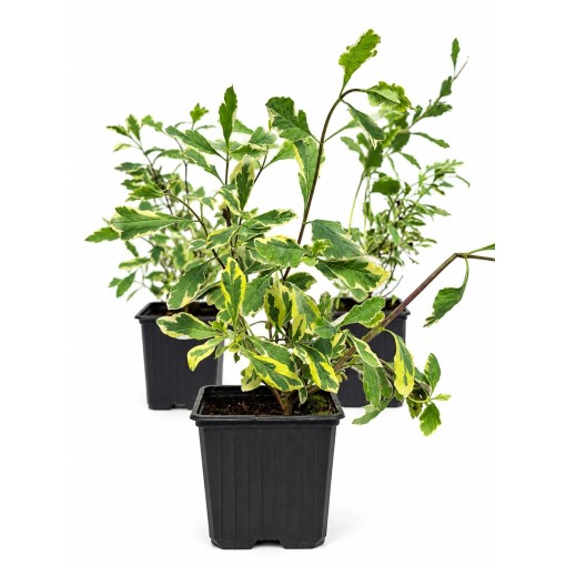 Lonicera heckrottii ‘Variegata’ P9/C1