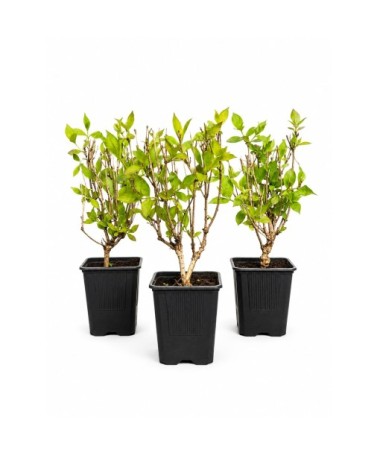 Weigela ‘Minuet’ P9/C1