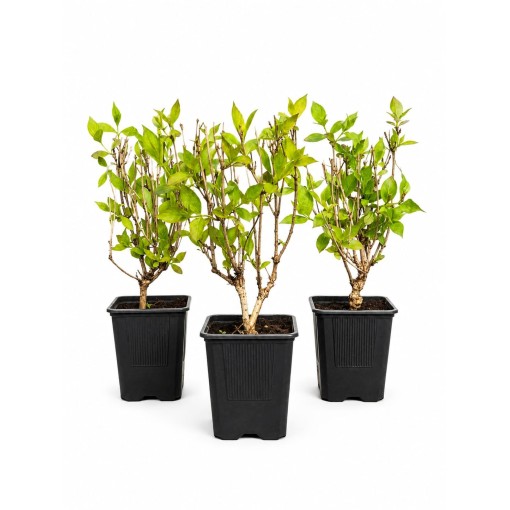 Weigela ‘Minuet’ P9/C1