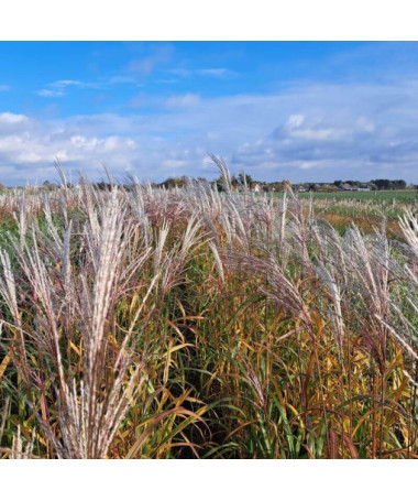 Chinese Miscanthus 'Adagio' P9/C1