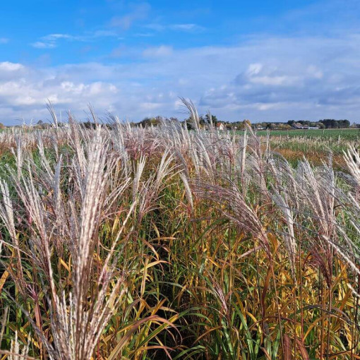 Chinese Miscanthus 'Adagio' P9/C1