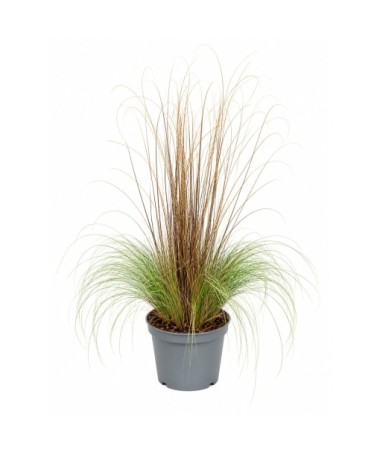 Mix of ornamental grasses in a 10L pot – set 1