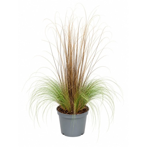 Mix of ornamental grasses in a 10L pot – set 1