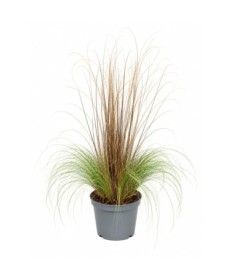 Mix of ornamental grasses in a 10L pot – set 1