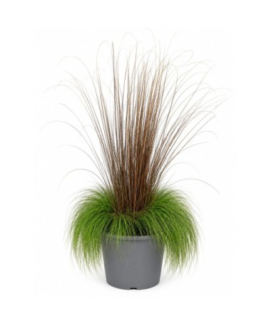 Mix of ornamental grasses ‘Walberla’ and ‘Firefox’ in a 10L pot