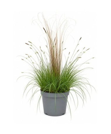 Mix of ornamental grasses ‘Pamira’ and ‘Firefox’ in a 10L pot