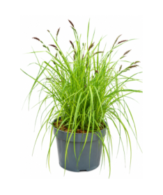 Composition of ornamental grasses ‘Aurea’ in a 10L pot