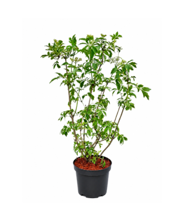 Black Elder Golden Spark® C6