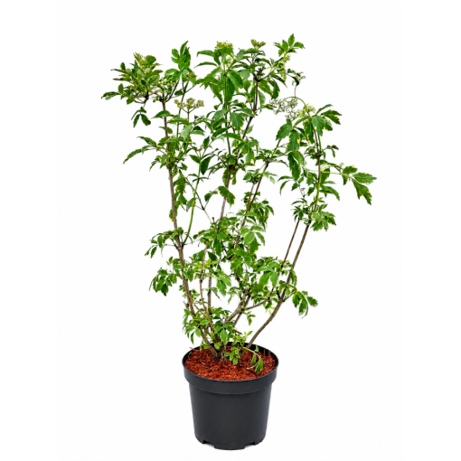 Black Elder Golden Spark® C6