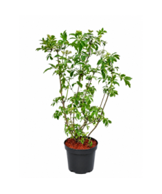 Black Elder Golden Spark® C6