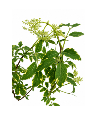 Black Elder Golden Spark® C6