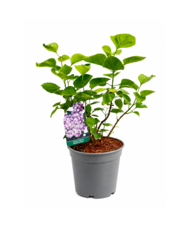 Common Lilac ‘Michel Buchner’ C2