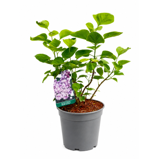 Common Lilac ‘Michel Buchner’ C2