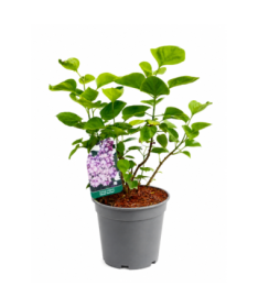 Common Lilac ‘Michel Buchner’ C2
