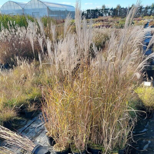 Chinese Miscanthus 'Adagio' P9/C1
