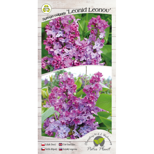 Common lilac ‘Leonid Leonov’ C4 (grafting on rootstock)