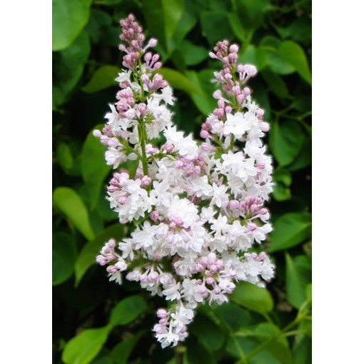 Common lilac ‘Krasavitsa Moskvy’ C4 (grafting on rootstock)
