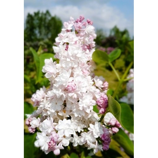 Common lilac ‘Krasavitsa Moskvy’ C4 (grafting on rootstock)