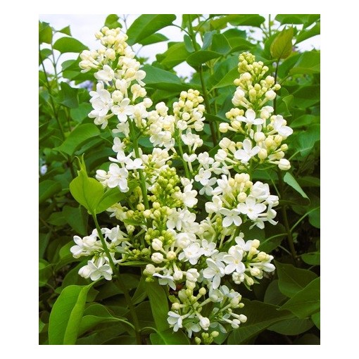 Common lilac ‘Primrose’ C4 (grafting on rootstock)