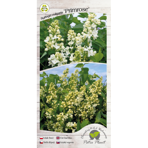 Common lilac ‘Primrose’ C4 (grafting on rootstock)