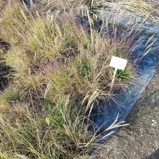 Chinese Miscanthus 'Adagio' P9/C1