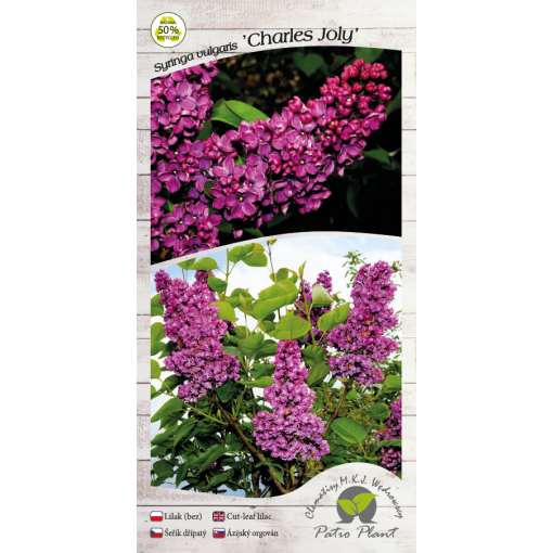 Common lilac ‘Charles Joly’ C4 (grafting on rootstock)