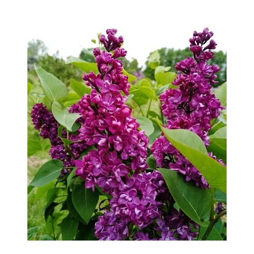 Common lilac ‘Charles Joly’ C4 (grafting on rootstock)