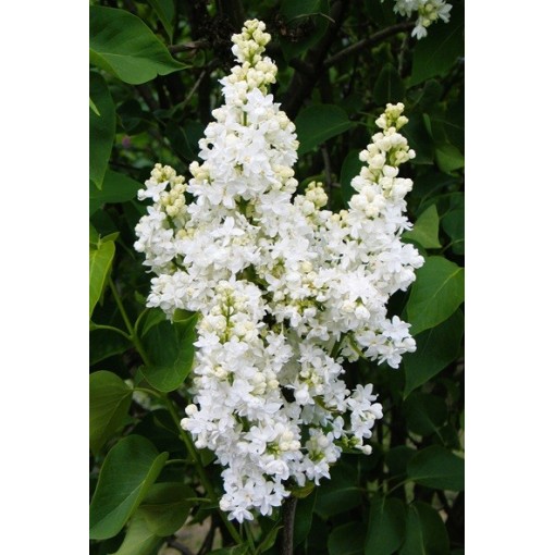 Common Lilac ‘Mme Lemoine’ C4 (grafting on rootstock)