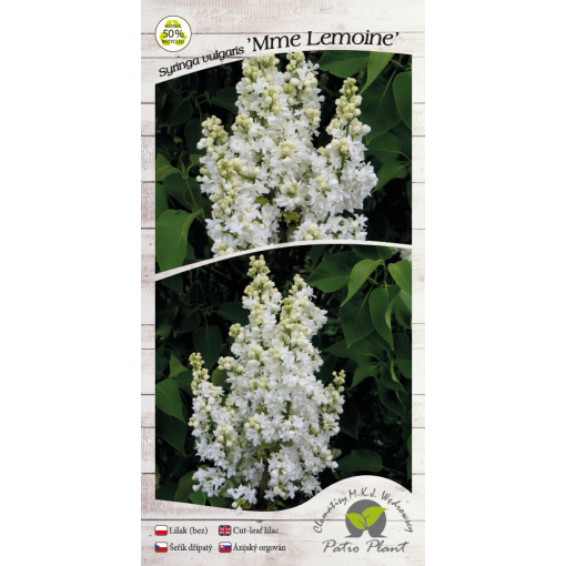 Common Lilac ‘Mme Lemoine’ C4 (grafting on rootstock)