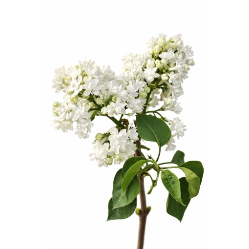Common Lilac ‘Mme Lemoine’ C4 (grafting on rootstock)