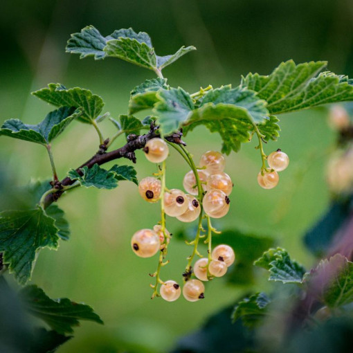 White Currant 'Blanca' P9/C1