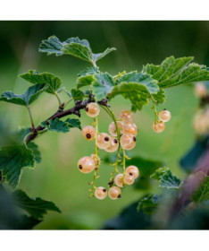 White Currant 'Blanca' P9/C1