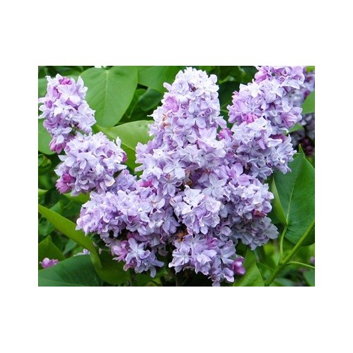 Common lilac Jules Simon C4 (grafting on rootstock)