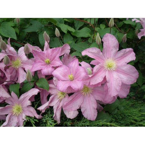 Clematis 'Comtesse de Bouchaud' C4