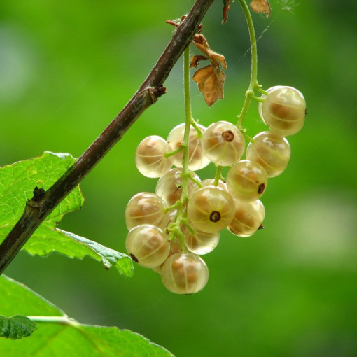 White currant 'Wersalska' P9/C1