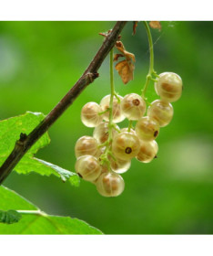 White currant 'Wersalska' P9/C1