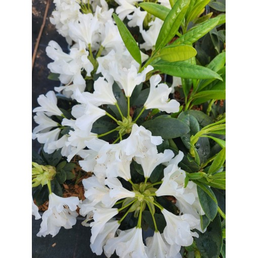 Rhododendron (Azalea) Cunningham's White C4