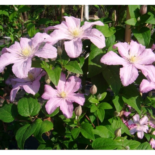 Clematis 'Comtesse de Bouchaud' C2