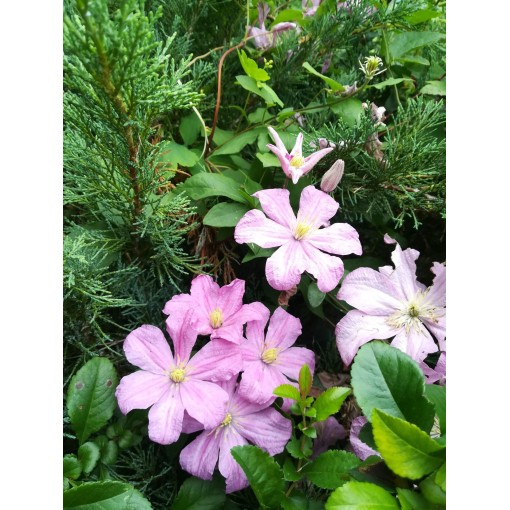 Clematis 'Comtesse de Bouchaud' C2
