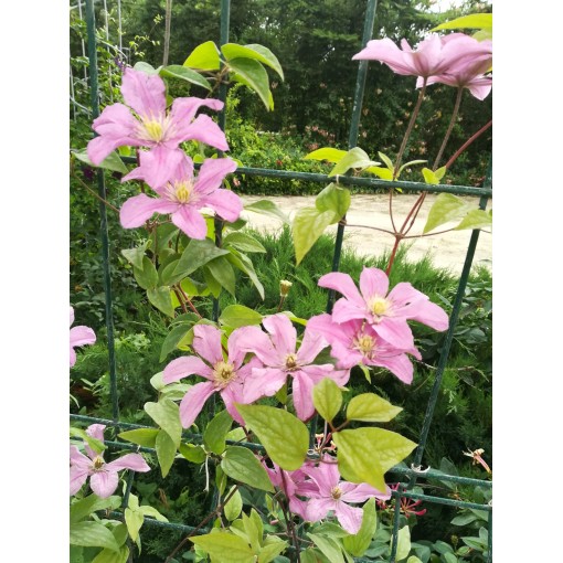 Clematis 'Comtesse de Bouchaud' C2