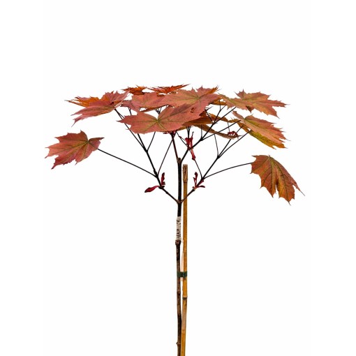 Norway Maple 'Royal Red' C6 (grafting on rootstock)