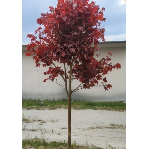 Norway Maple 'Royal Red' C6 (grafting on rootstock)