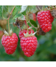 Red raspberry 'Willamette' P9/C1
