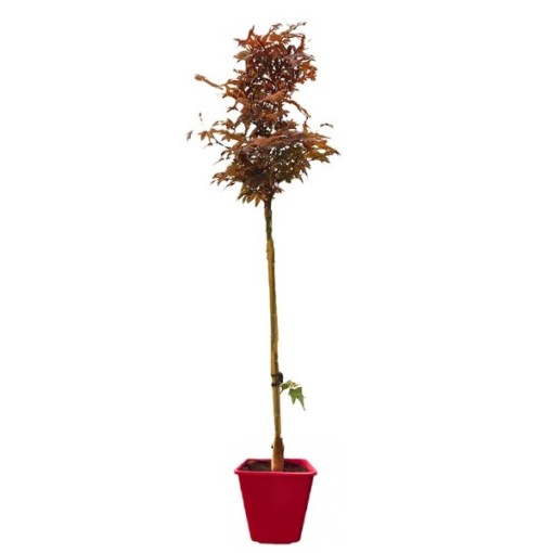 Sycamore Maple ‘Atropurpureum’ C6 (grafting on rootstock)