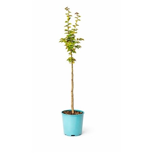 Midland Hawthorn ‘Paul’s Scarlet’ (bud-grafted) C4 (grafting on rootstock)