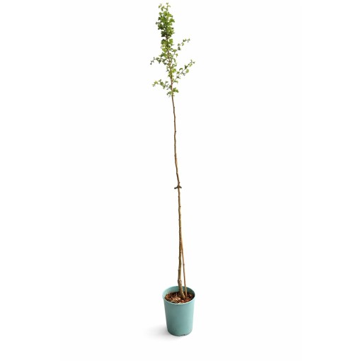 Midland Hawthorn ‘Paul’s Scarlet’ (bud-grafted) C4 (grafting on rootstock)