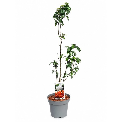 Rowan ‘Autumn Spire’ (grafted plant) C4