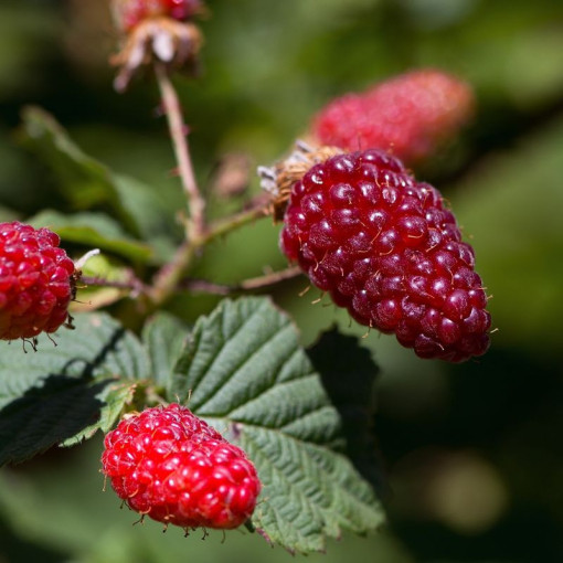 Raspberry-blackberry 'Tummleberry' P9/C1